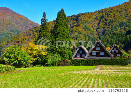 秋天的白川鄉荻町地區 116793538