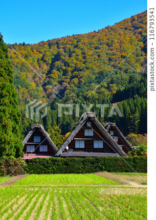 秋天的白川鄉荻町地區 116793541