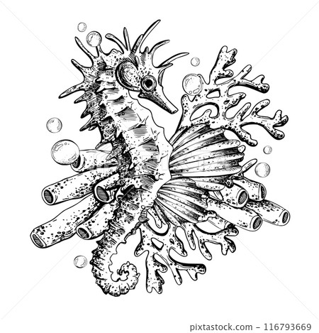 Seahorse with shells, corals, fish, algae and bubbles. Marine illustration of the underwater world hand drawn in black ink graphically. Vector composition in EPS. Seahorse with shells, corals, fish, algae and bubbles. Marine illustration of the underwater world hand drawn in black ink graphically. Vector composition in EPS. 116793669