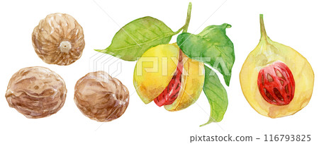 Nutmeg watercolor illustration set 116793825