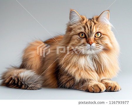 Persian cat sitting in front of white background 116793977