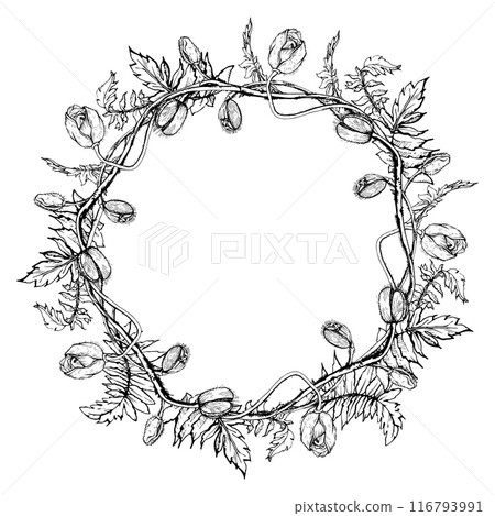 Hand drawn vector graphic botanical illustration flowers leaves. Red poppy papaver, stems buds seedpods. Wreath frame isolated white background. Design wedding, love cards, remembrance day stationery Hand drawn vector graphic botanical illustration flowers leaves. Red poppy papaver, stems buds seedpods. Wreath frame isolated white background. Design wedding, love cards, remembrance day stationery 116793991