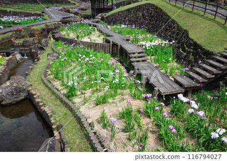Iris Garden at Akatsukayama Park Iris Garden at Akatsukayama Park 116794027