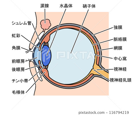眼睛的解剖學 116794219