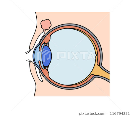 Anatomy of the eye (without text) Anatomy of the eye (without text) 116794221
