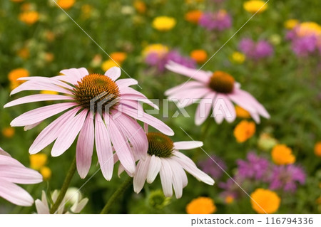 Flowering Echinacea purpurea, also known as purple coneflower, hedgehog coneflower, or echinacea, medical plant. Flowering Echinacea purpurea, also known as purple coneflower, hedgehog coneflower, or echinacea, medical plant. 116794336