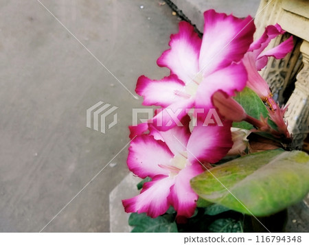 Pink Cambodian flower with close-up horizontal view  116794348