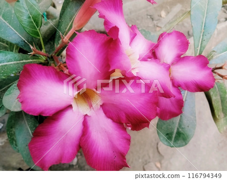 Pink Cambodian flower with close-up horizontal view  116794349