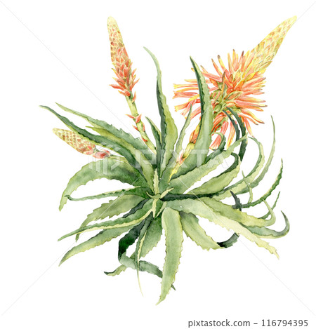 watercolor aloe rosette with an open flower watercolor aloe rosette with an open flower 116794395
