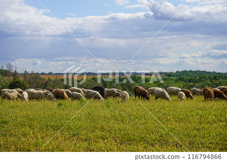 A flock of sheep grazes on a farm meadow. Summer day. Farming and animal husbandry. The sheep eats grass on a self-run A flock of sheep grazes on a farm meadow. Summer day. Farming and animal husbandry. The sheep eats grass on a self-run 116794866