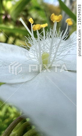  Spiderwort 116794938