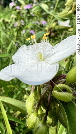  Spiderwort 116794940