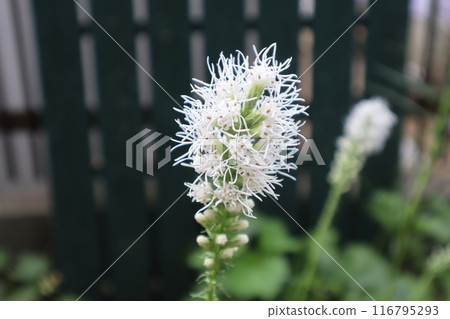 夏天盛開的白花 116795293