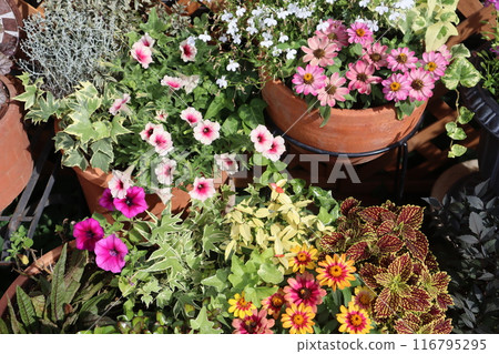 Summer flower arrangements and pots Summer flower arrangements and pots 116795295