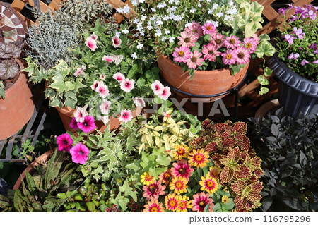 Summer flower arrangements and pots Summer flower arrangements and pots 116795296