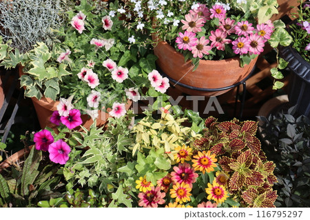 Summer flower arrangements and pots Summer flower arrangements and pots 116795297