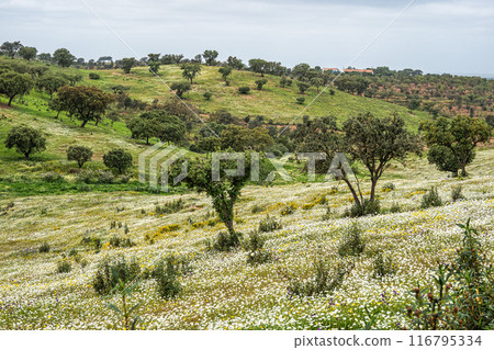 Beautiful landscape with wildflower meadows in Parque Natural do Vale do Guadiana, near Mertola, Portugal, Alentejo 116795334