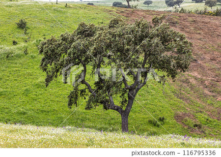 Beautiful landscape with wildflower meadows in Parque Natural do Vale do Guadiana, near Mertola, Portugal, Alentejo Beautiful landscape with wildflower meadows in Parque Natural do Vale do Guadiana, near Mertola, Portugal, Alentejo 116795336