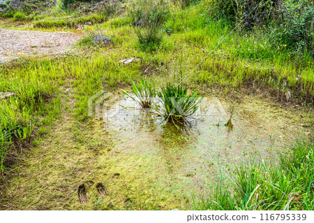 The Leap of the wolf, Pulo do Lobo waterfall in the Guadiana Valley Natural Park at Mertola, Portugal The Leap of the wolf, Pulo do Lobo waterfall in the Guadiana Valley Natural Park at Mertola, Portugal 116795339