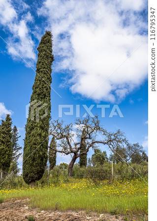 Beautiful landscape with wildflower meadows in Parque Natural do Vale do Guadiana, near Mertola, Portugal, Alentejo 116795347