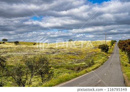 Beautiful landscape with wildflower meadows in Parque Natural do Vale do Guadiana, near Mertola, Portugal, Alentejo 116795349