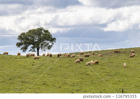 Beautiful landscape with wildflower meadows in Parque Natural do Vale do Guadiana, near Mertola, Portugal, Alentejo Beautiful landscape with wildflower meadows in Parque Natural do Vale do Guadiana, near Mertola, Portugal, Alentejo 116795355