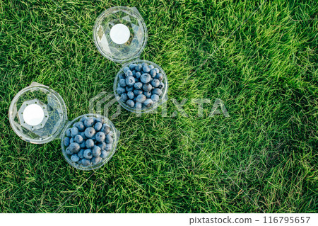 草坪上的藍莓(藍莓採摘) 草坪上的藍莓(藍莓採摘) 116795657