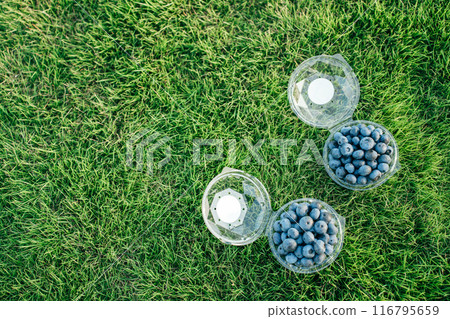 草坪上的藍莓(藍莓採摘) 草坪上的藍莓(藍莓採摘) 116795659