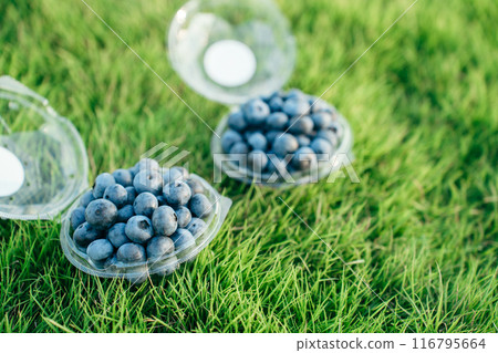 Blueberries on the lawn (blueberry picking) 116795664