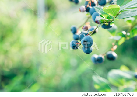 一串成熟的藍莓準備吃 116795766