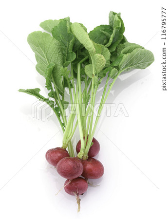Fresh radish (daikon radish) on a white background 116795777