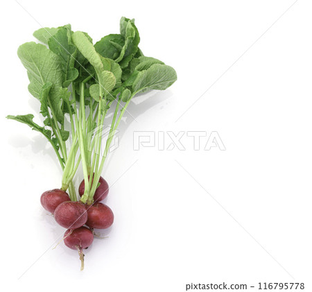 新鮮蘿蔔(白蘿蔔)白色背景 新鮮蘿蔔(白蘿蔔)白色背景 116795778
