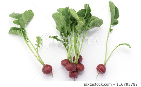 新鮮蘿蔔（白蘿蔔）白色背景 116795782