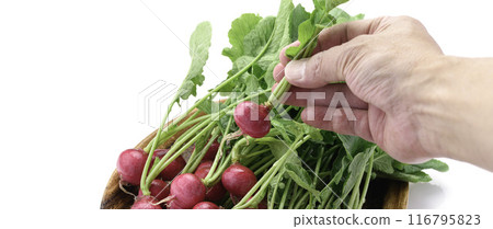 Fresh radish (daikon radish) on a white background Fresh radish (daikon radish) on a white background 116795823