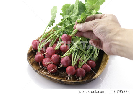 Fresh radish (daikon radish) on a white background 116795824