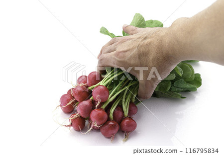 Fresh radish (daikon radish) on a white background 116795834