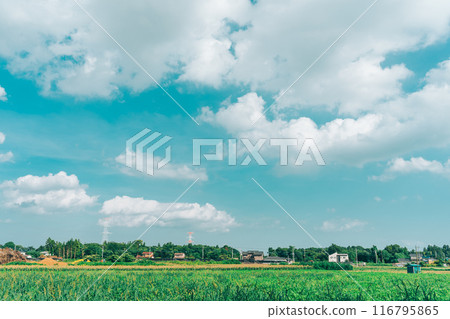 Summer blue sky and rice fields 116795865