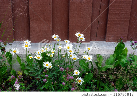 Daisies by the fence. Daisies by the fence. 116795912