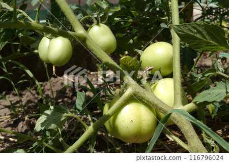 green tomatoes hang on a branch in the garden on a sunny day green tomatoes hang on a branch in the garden on a sunny day 116796024