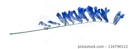 Vicia flower plant. Dried leaf. Vicia flower plant. Dried leaf. 116796522
