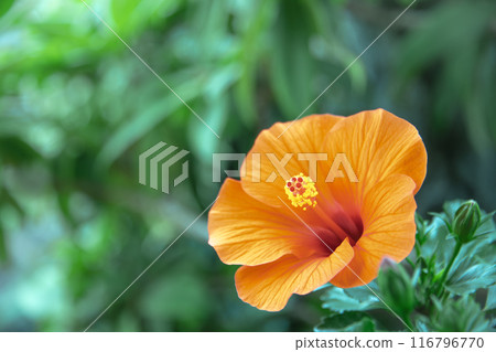 熱帶花卉木槿夏日微風 熱帶花卉木槿夏日微風 116796770