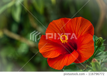Tropical flower hibiscus Summer Breeze Tropical flower hibiscus Summer Breeze 116796772