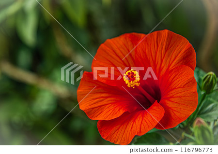 Tropical flower hibiscus Summer Breeze Tropical flower hibiscus Summer Breeze 116796773