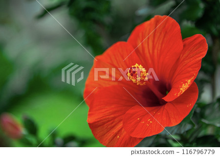 熱帶花卉木槿夏日微風 116796779