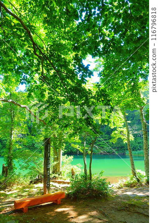 Dokko Swamp, Zao, Fresh Greenery 116796818