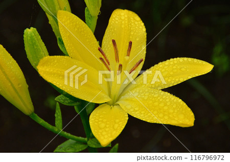 埼玉縣深谷市水之天堂露台，美麗的百合花在雨中浸泡 116796972