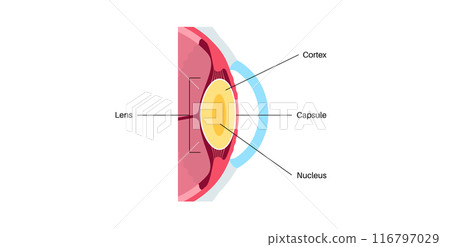 Human eye lens Human eye lens 116797029