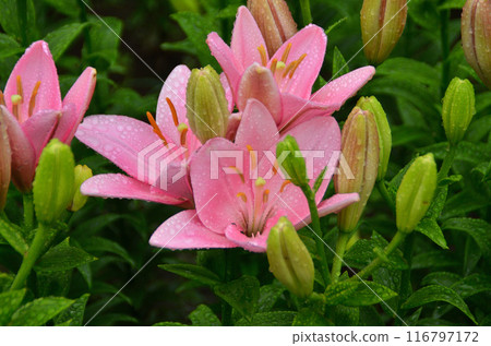 Aqua Paradise Patio, Fukaya City, Saitama Prefecture: Beautiful lilies wet with the rain 116797172