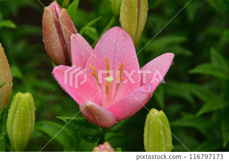 埼玉縣深谷市水之天堂露台，美麗的百合花在雨中浸泡 116797173