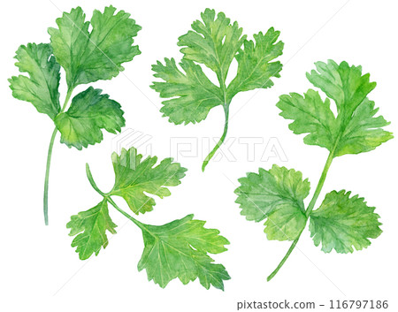 香菜水彩插圖集 116797186